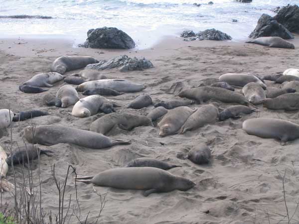 seals_beached.jpg