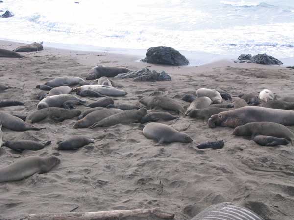 seals_on_the_beach.jpg