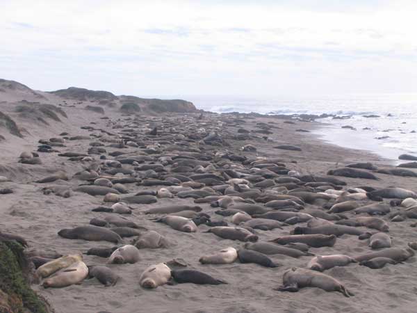 seals_on_the_beach2.jpg